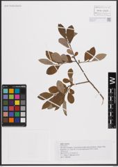 Foto von Salix cinerea L.
